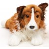Plyšový pes sheltie 37 cm - plyšové hračky