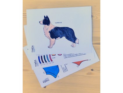Oblékací pejsek z papíru Border Kolie k vystřižení