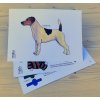 Oblékací pejsek z papíru Jack Russel Teriér k vystřižení