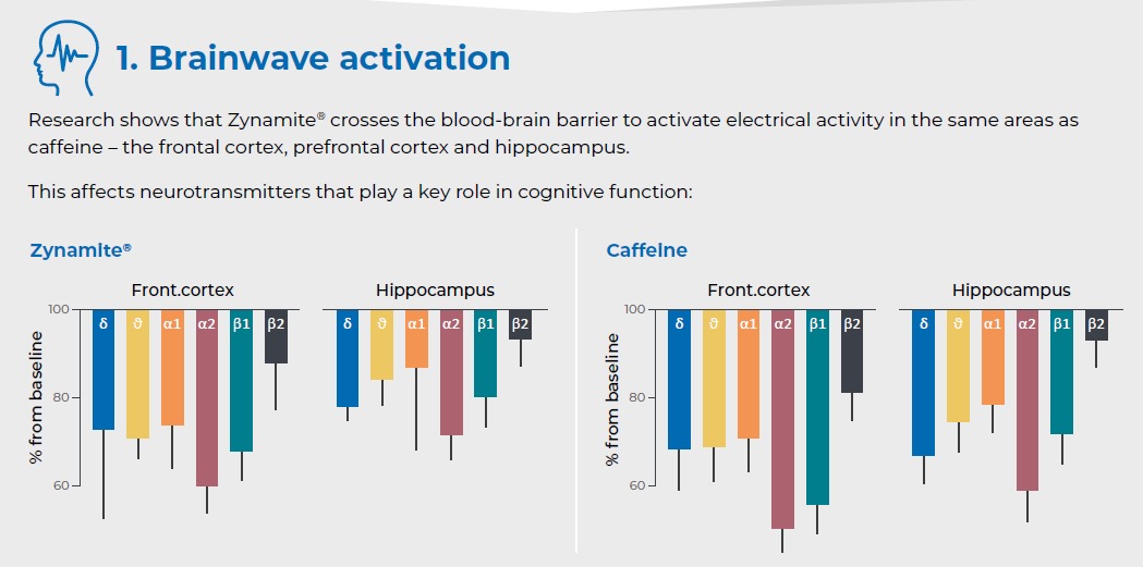 Zynamite vs kofeín – aktivácia mozgových vĺn