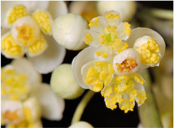 litsea-cubeba1