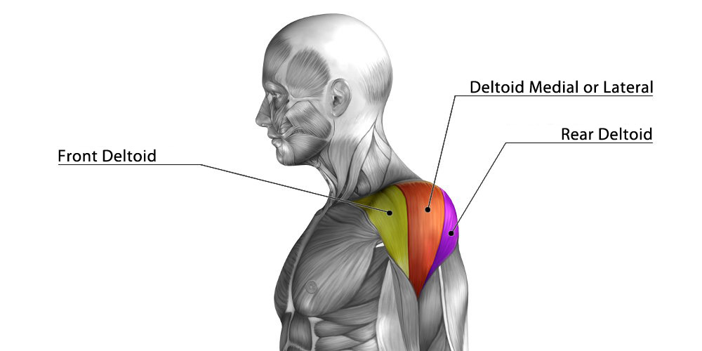 Cviky na ramená (deltový sval) 