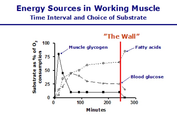 zdroj energie v pracujícím svalu