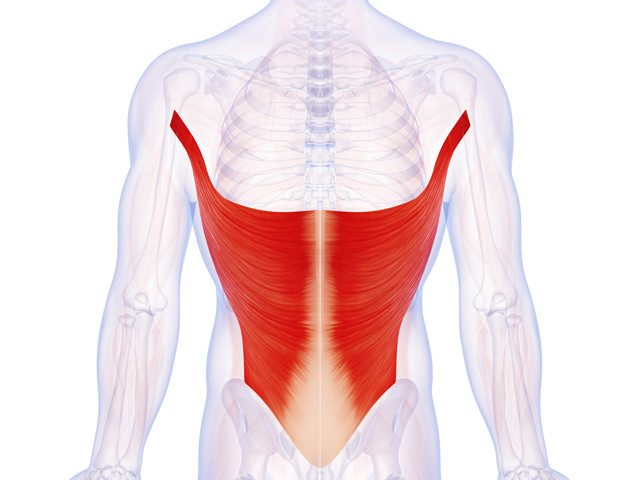 latissimus