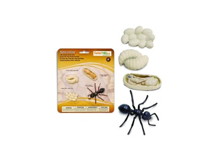 2596 zivotni cyklus mravenec