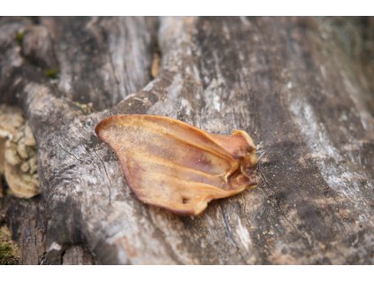 308 3 susene veprove ucho 1