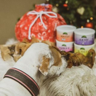 Zaire už vyčmuchavá co bude mít pod stromečkem za nadílku 🐶❤️