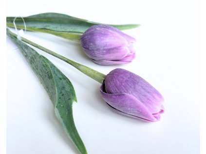 Tulipán tmavě fialový - (A1140)
