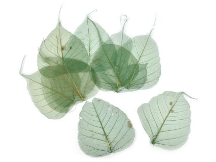 list skeleton 9 x 10 cm 10 ks