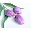 Tulipán tmavě fialový - (A1140)