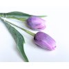 Tulipán tmavě fialový - (A1140)