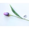 Tulipán tmavě fialový - (A1140)