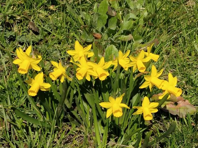 Zdraví Ti chátrá ... máš čistá játra?