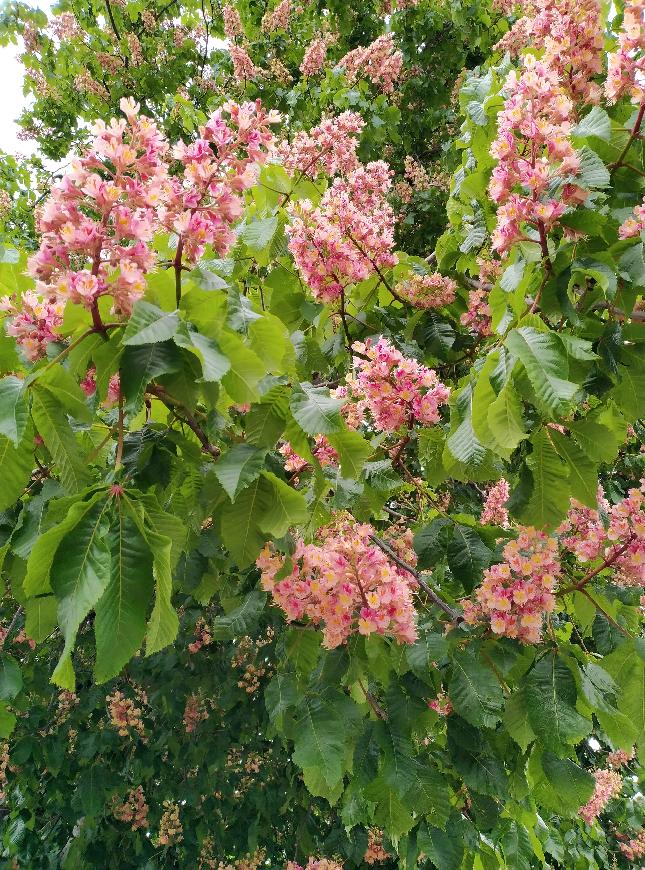 Červen - měsíc tenkého střeva