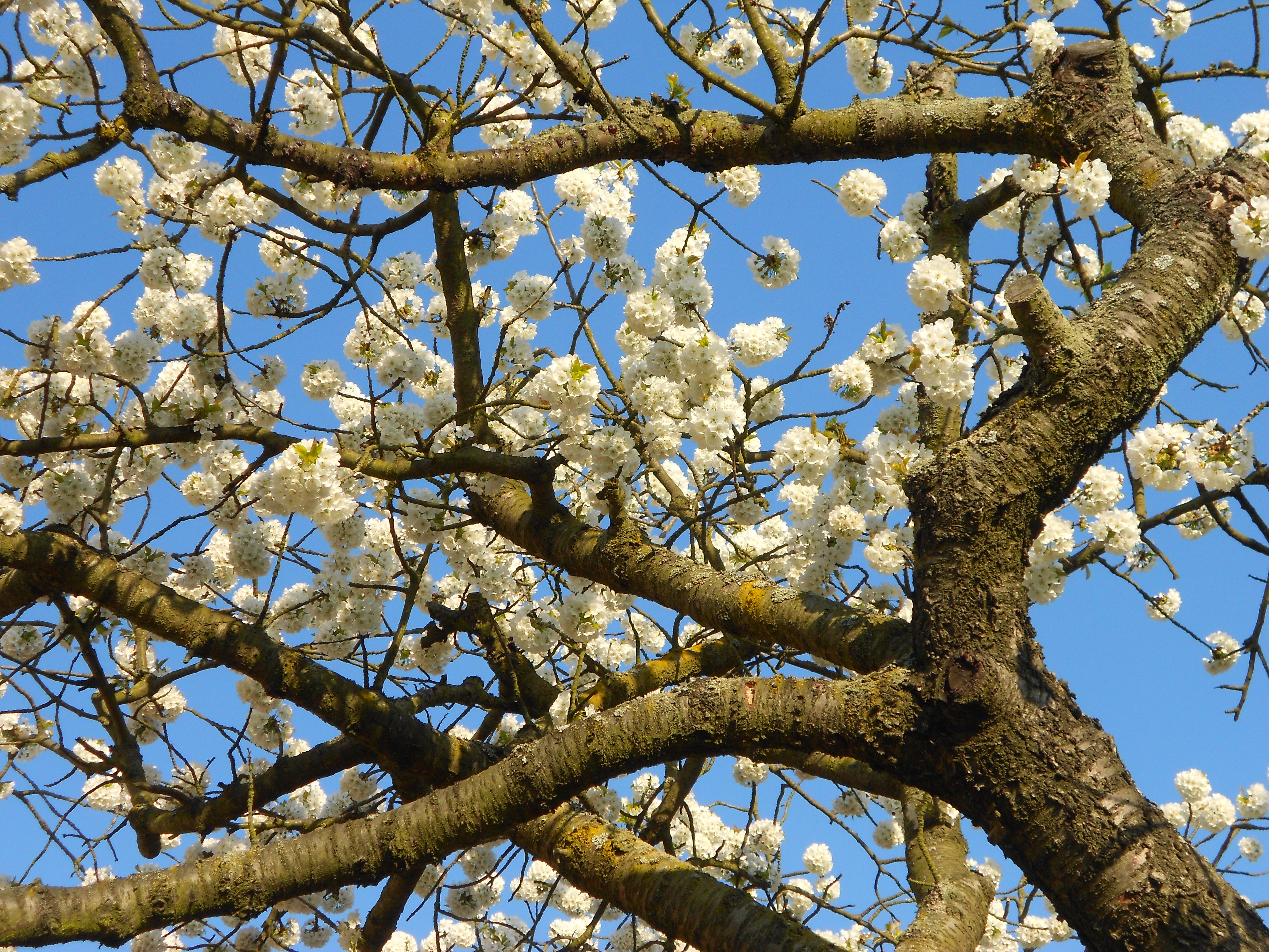 Keltský pohled na jarní rovnodennost – Ostara - den, kdy zvítězilo světlo nad  temnotou