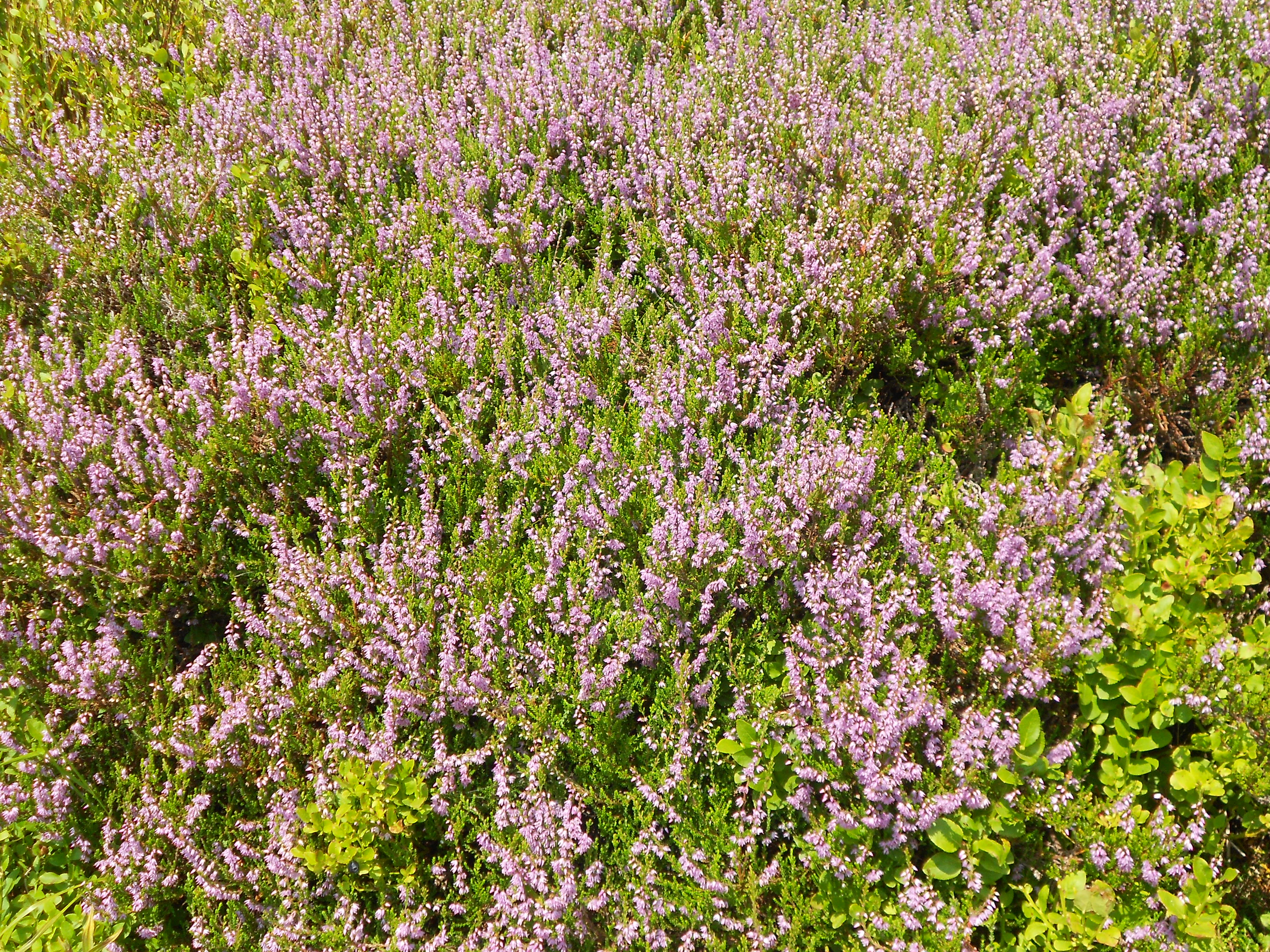 Březen za kamna vlezem, žlučník chránit si budem ...