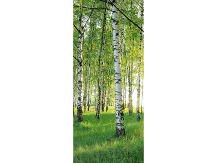 Fototapeta na dveře březový les 86 x 200 cm – příroda u vás doma