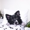 Stylové povlečení BORDER COLLIE bílé s fotopotiskem psa