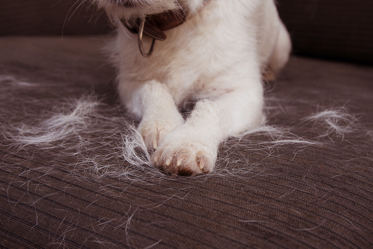 9 tipů, jak se zbavit chlupů od psa a kočky: Pustí z oblečení i gauče