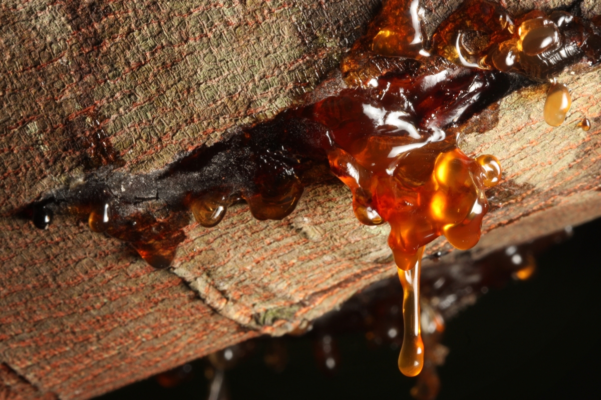 Jak odstranit smůlu z oblečení? Takhle okamžitě pustí