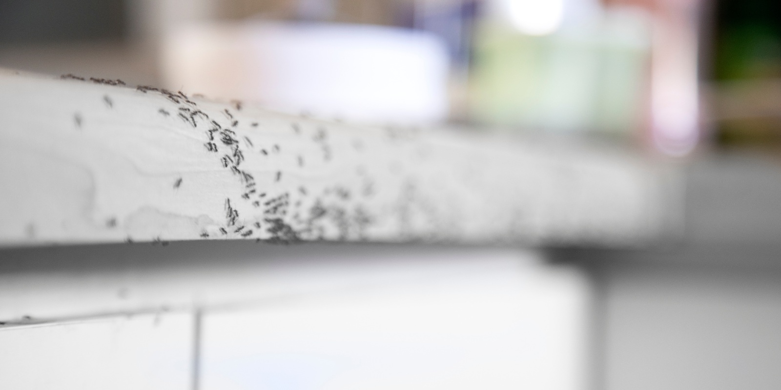 Jak se jednoduše zbavit mravenců