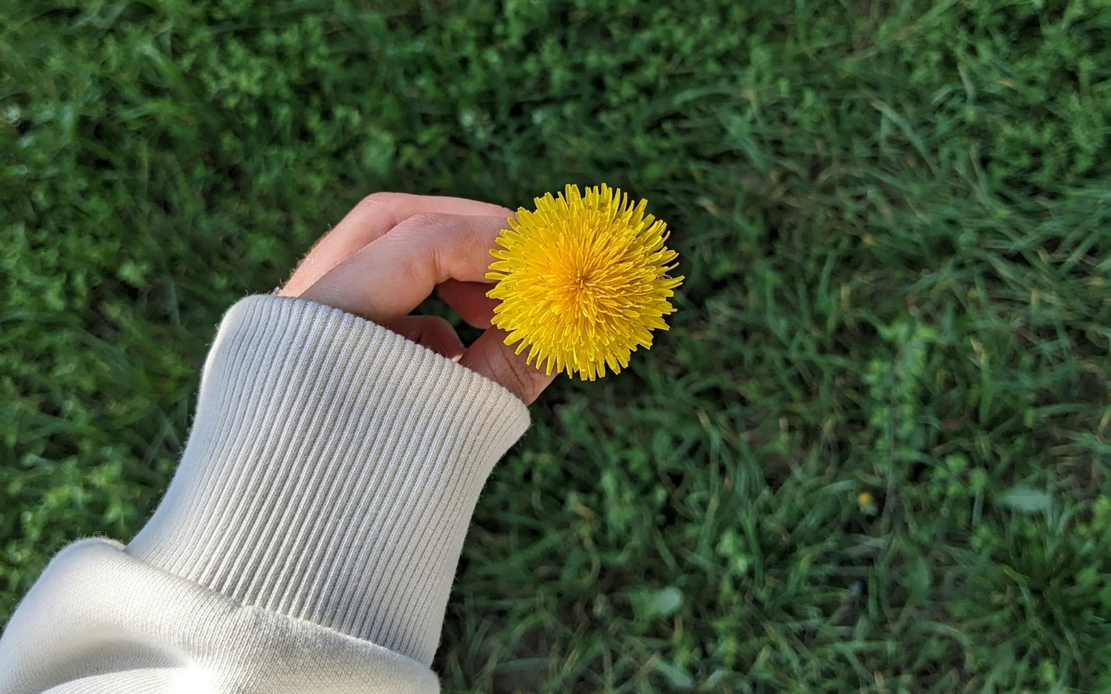 Jak vyprat pampelišku během pár minut