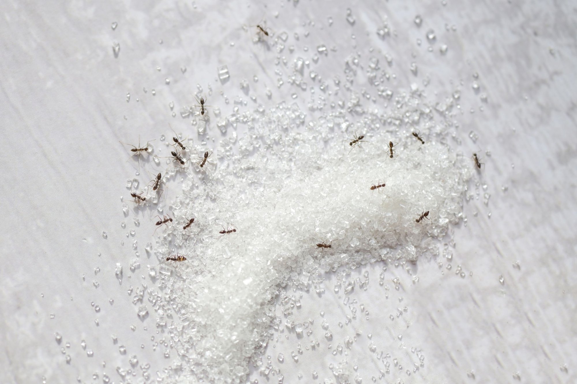 Jak na mravence s jedlou sodou? Takhle se jich zbavíš