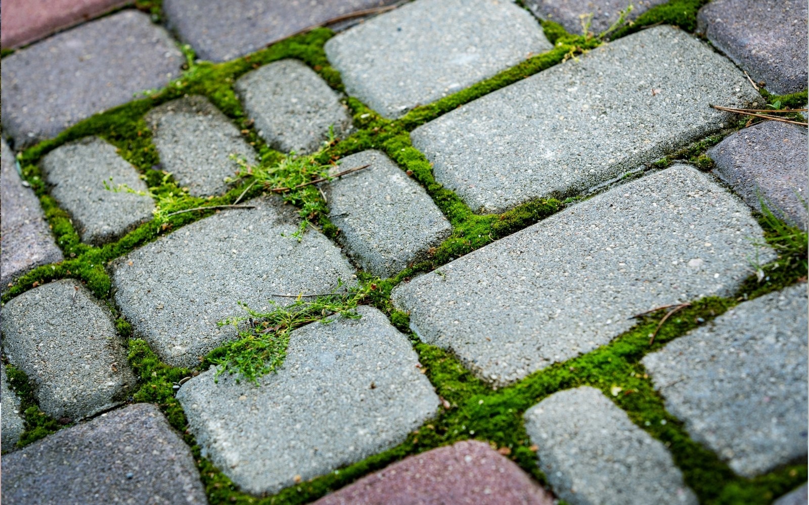 Ocet a jedlá soda na mech: Umí ho zlikvidovat? Tady je odpověď