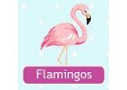 Flamingo plameňáci