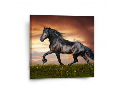 Obraz Friský kůň
