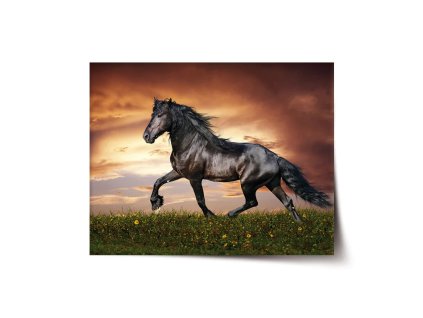 Sablio Plakát Friský kůň - 120x80 cm (Varianta Sablio Plakát Friský kůň - 120x80 cm)