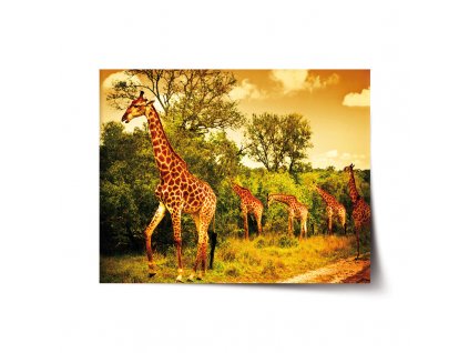Sablio Plakát Žirafy
