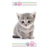ST 228834 osuska kitten colour