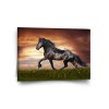 Sablio Obraz Friský kůň - 110x110 cm (Varianta Sablio Obraz Friský kůň - 110x110 cm)