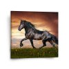 Sablio Obraz Friský kůň - 110x110 cm (Varianta Sablio Obraz Friský kůň - 110x110 cm)