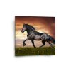 Sablio Obraz Friský kůň - 110x110 cm (Varianta Sablio Obraz Friský kůň - 110x110 cm)