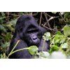 20615 2 blackback espresso smes 1
