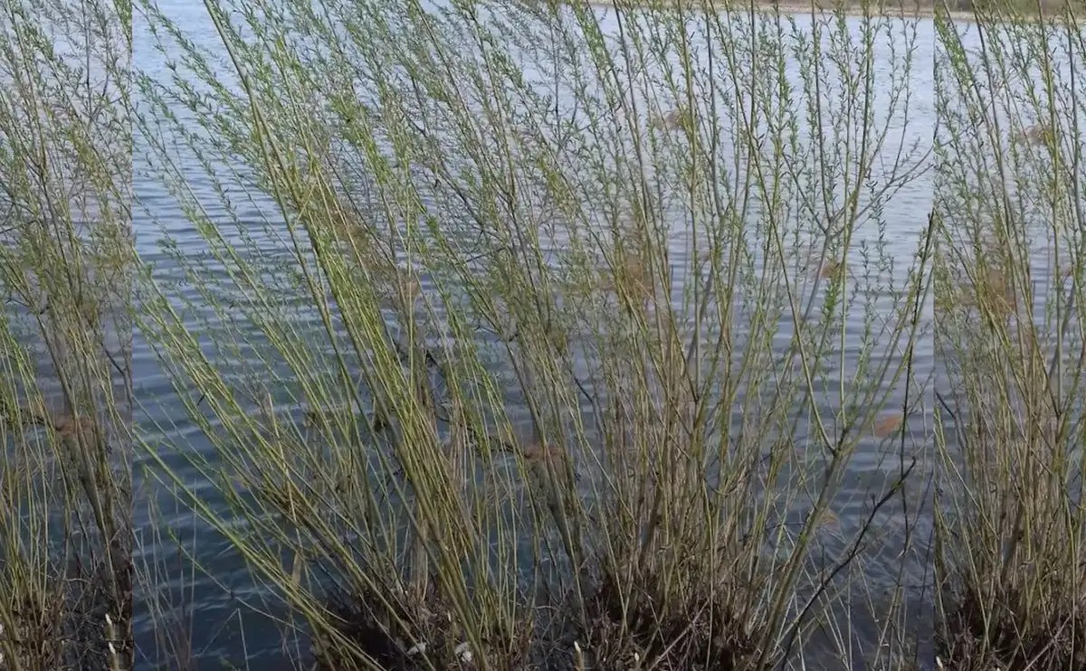 Korbáče z vŕbového prútia a príprava na ich pletenie