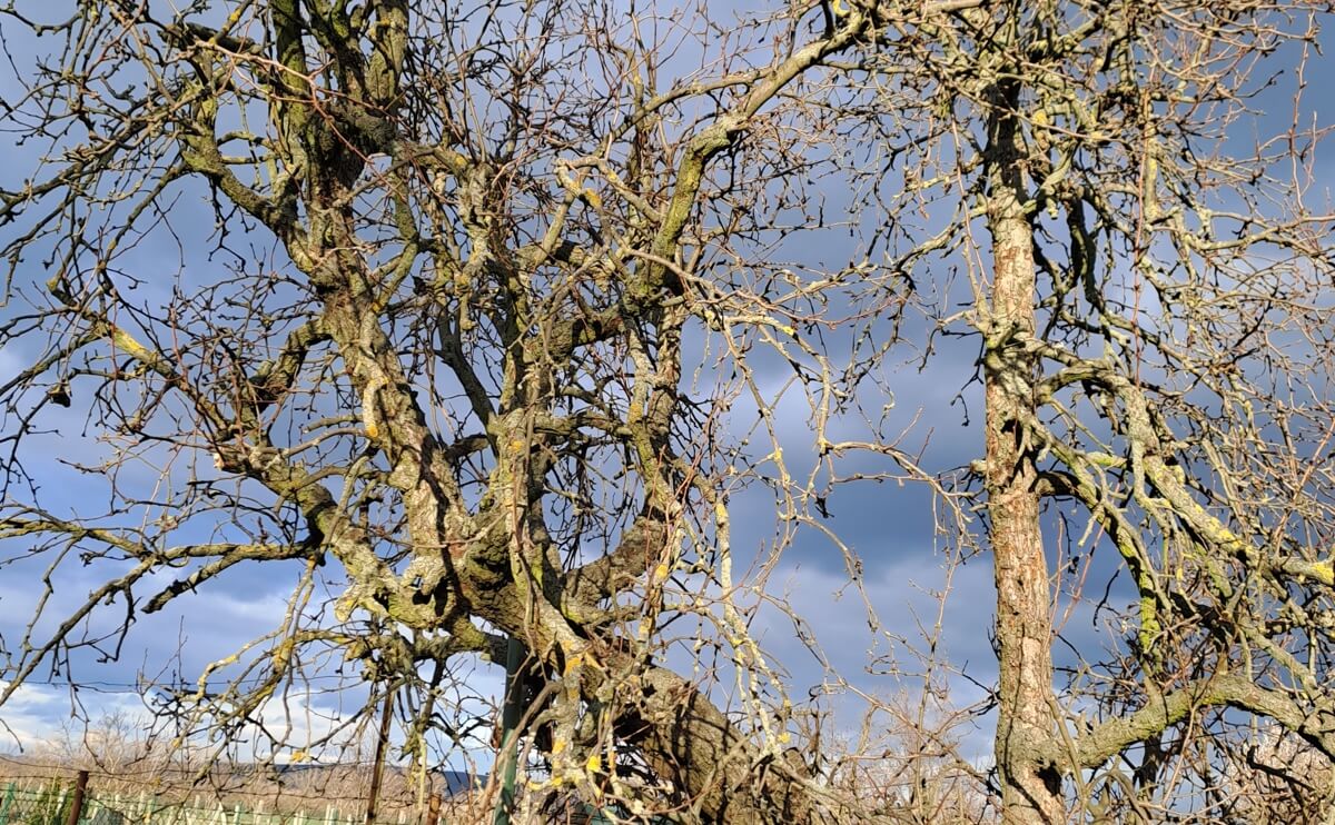 Neera pre zákrm biokultúry - pokus