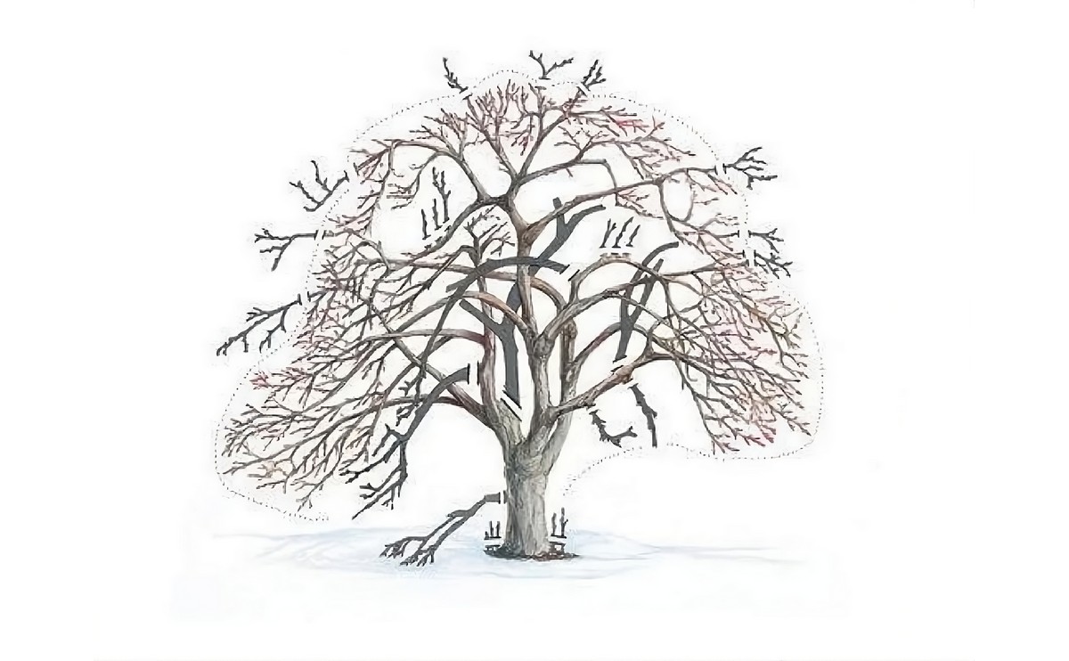 Omladenie starých ovocných drevín