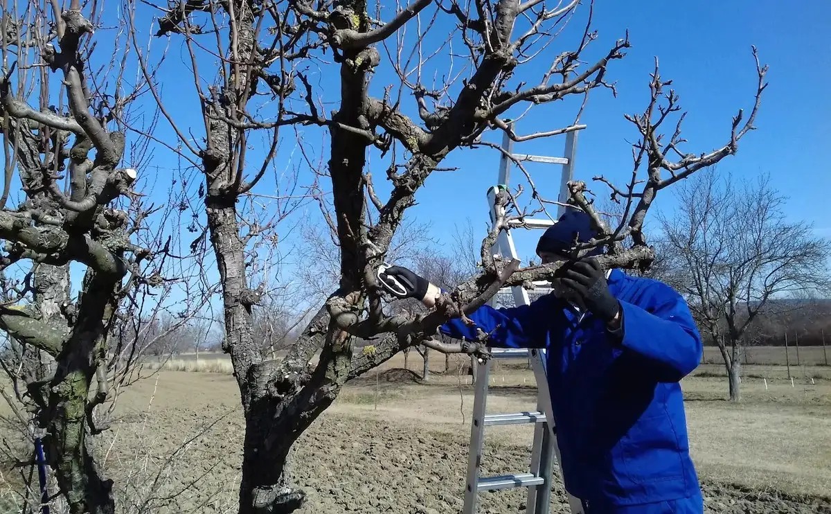 Jarný rez a strihanie ovocných drevín