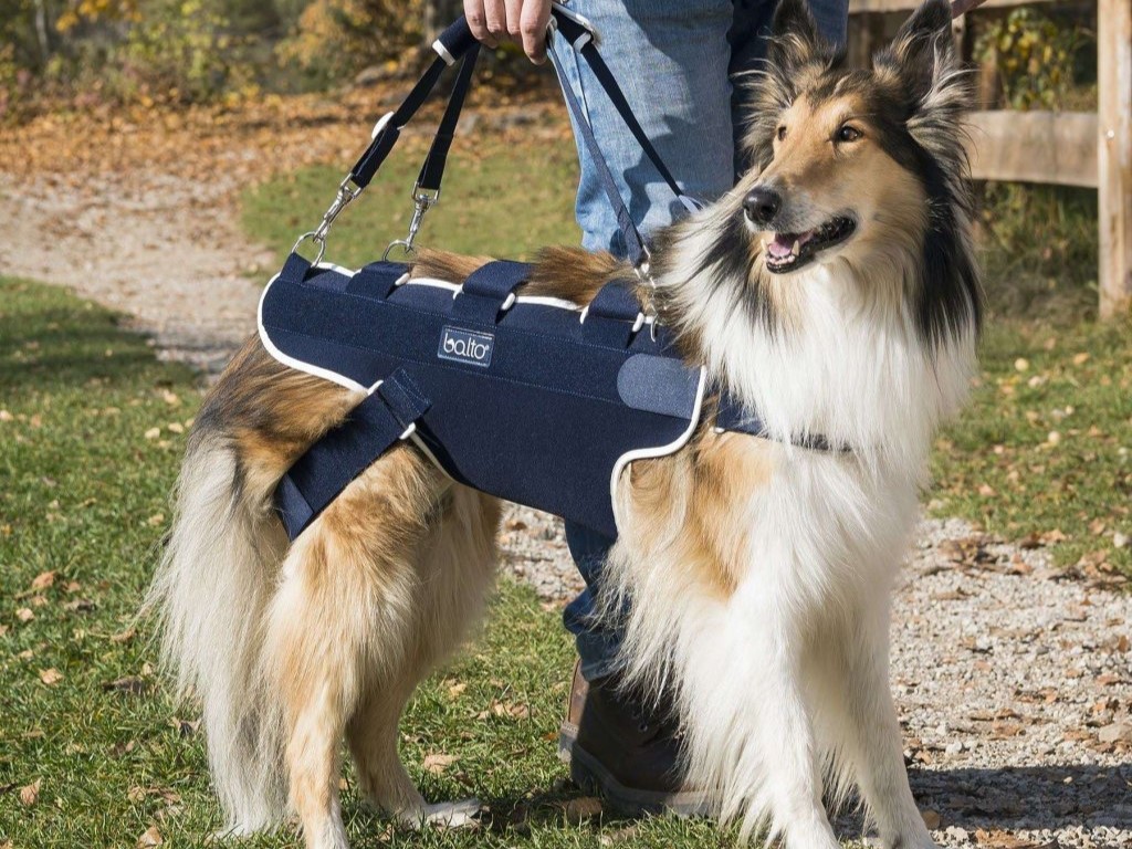 Celotělový postroj pro podporu chůze psa