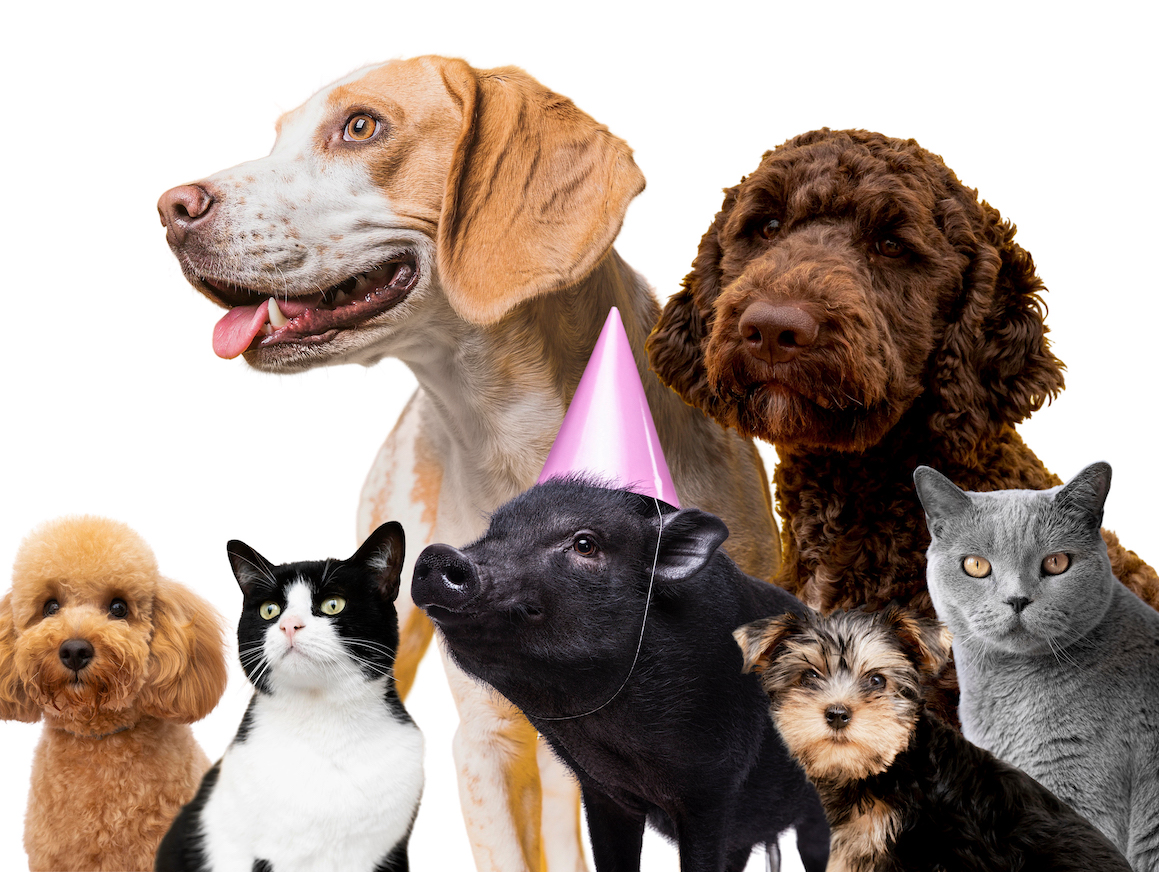 Články na téma domácí mazlíčci