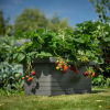 Großvolumiger Berberis DUO Pflanzkasten 80 cm – Anthrazit