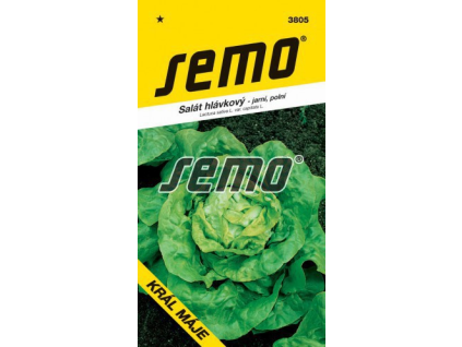 Salát hlávkový Král Máje 1