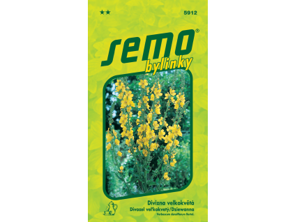 Divizna velkokvětá Zlata