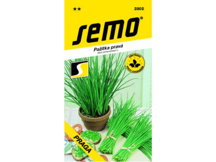 Pažitka pravá Praga