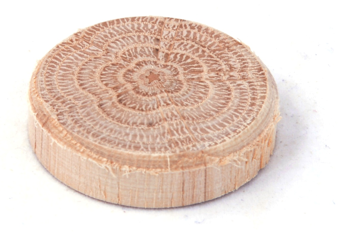 Pinie Dubové suky (větev) 30 × 7 mm, 10 ks 112-3010