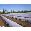 Netkaná zakrývací textilie 19 g/m² 1,6 x 100 m bílá - role