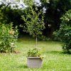 Samozavlažovací velkoobjemový truhlík Berberis UNO 45 cm - taupe